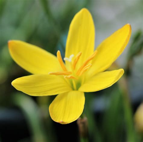 Rain Lily Yellow Zephyranthes Sulphurea Easy To Grow Bulbs