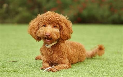 Effortless Poodle Grooming | Top 5 Low-Maintenance Styles