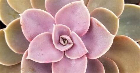 Echeveria Perle Von Nurnberg Comprehensive Care Guide 5 Reasons