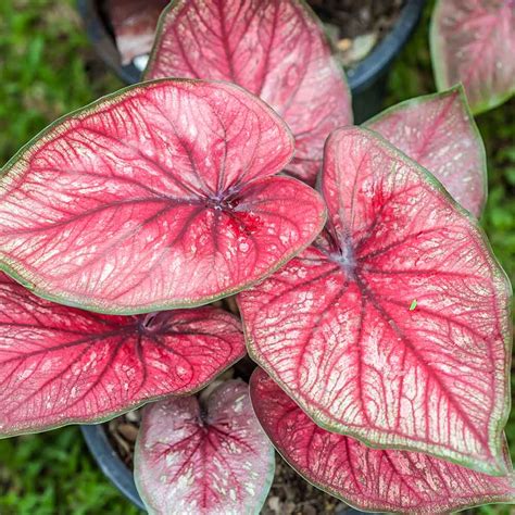 Caladium Plant Care Outdoors Caladiums Made For Shade Offer Summer