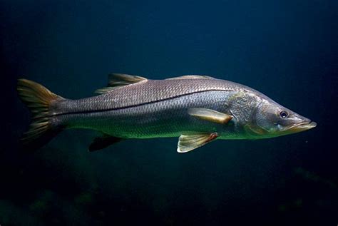 El Robalo Caracter Sticas Y Generalidades