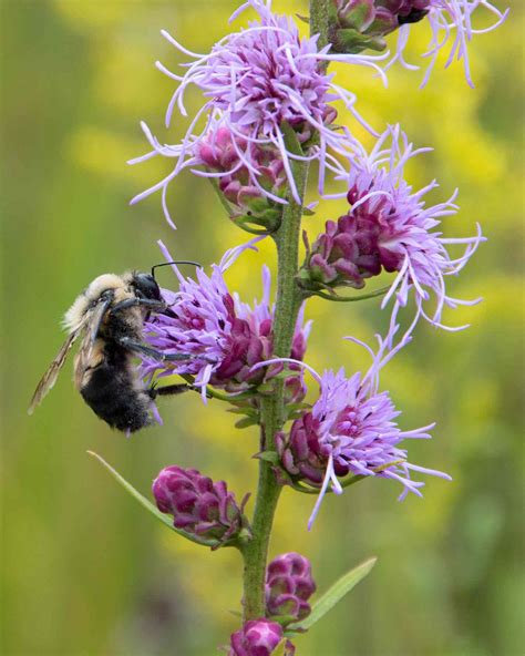 10 Drought-Tolerant Native Plants to Save Water