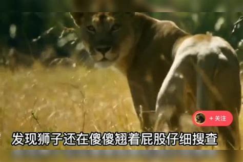 狮子追捕疣猪，不不料疣猪竟然从后门溜走，真狡猾 后门 狮子