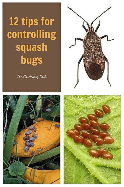 10 Easy And Proven Ways To Control Squash Bugs For Pest Free Gardens In