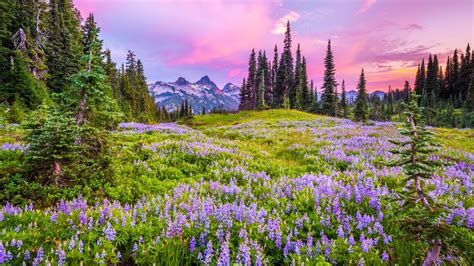 Fondos De Pantalla Monte Rainier Parque Nacional Estados Unidos