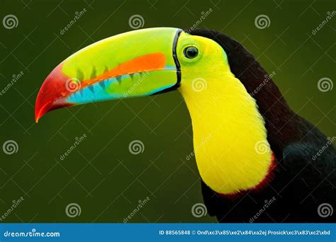 Detail Portrait of Toucan. Bill Toucan Portrait. Beautiful Bird with ...