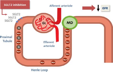 Sglt Role Of Renal Sglt And Sglt In Glucose Reabsorption