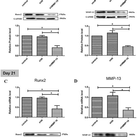 The Expression Of Chondrocyte Marker Genes And Mmp 10 During Download Scientific Diagram