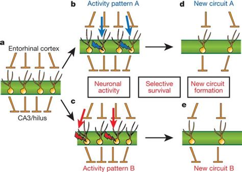 NMDA-receptor-mediated, cell-specific integration of new neurons in ... 