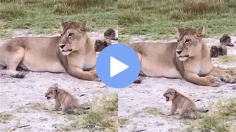 Super cute video of lion cub learn how to roar starts with meow: Mighty ...