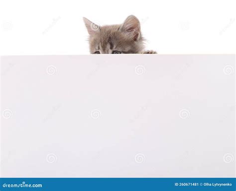 Kitten With Blank Stock Image Image Of Placard Mammal 260671481