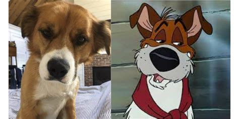 Chris Evans Named His Dog After A Little Known Disney Movie! - Disney ...