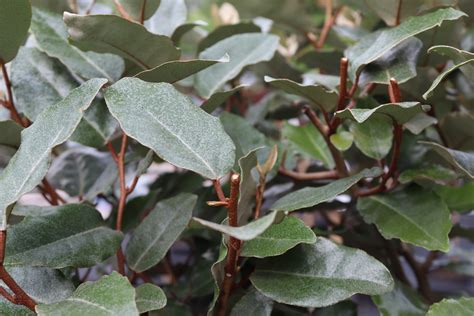 Elaeagnus Ebbingei Compact Zeelandplant Specialist In Tuinplanten