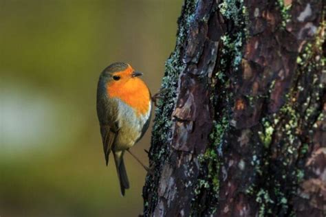 The 10 Smallest Birds in the UK (With Pictures)