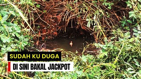 Mancing Di Rawa Penuh Ikan Yang Sembunyi Di Bawah Rumput Spot Mancing