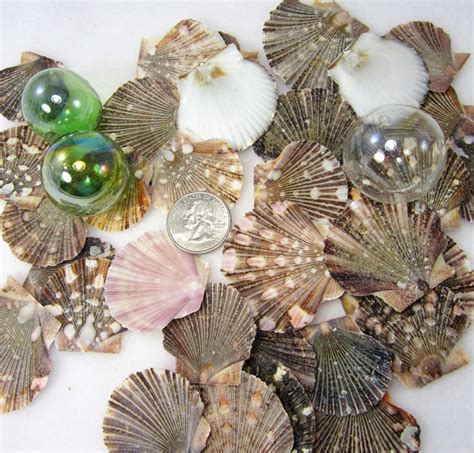 Nautical Decor Scallop Seashells, Beach Mexican Flat Scallop Shells ...