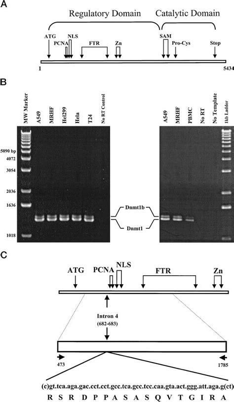 A Schematic Of Dna Methyltransferase Dnmt1 Structure B Rt Pcr With