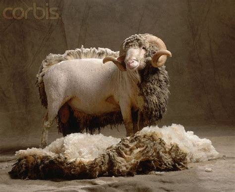 17 Best images about Rambouillet Sheep on Pinterest | Spreads, Wool and ...