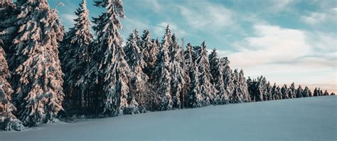 snow trees  wallpaper  wallpapers