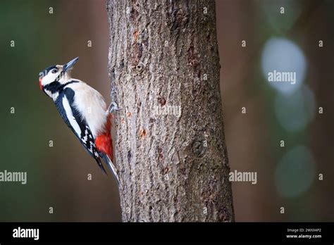 The Great Spotted Woodpecker Is A Medium Sized Woodpecker With Pied