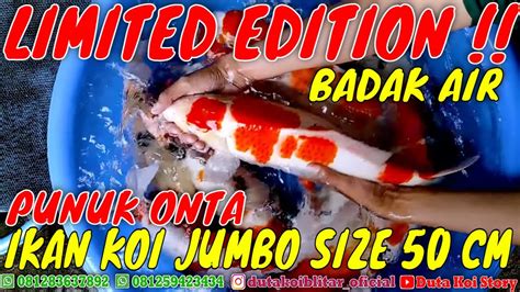 PANEN IKAN KOI JUMBO REVIEW HARGA KOI KOHAKU SANKE SIZE 50 CM BODY