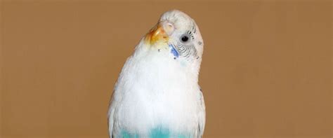Himalia † - Birds Online