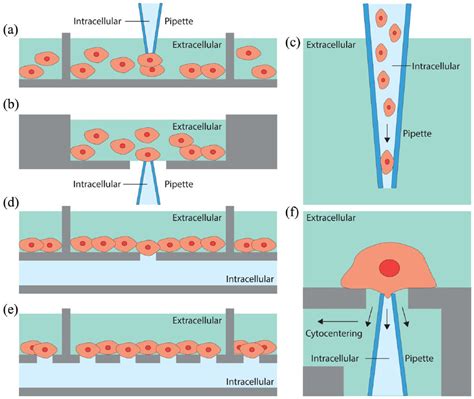 Patch Clamp Technique Explained At Katie Aaron Blog