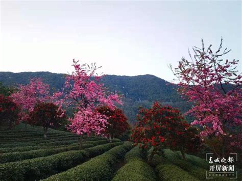 生态云南 马缨花开，与春樱齐艳！许你满山烂漫！ Isenlincn