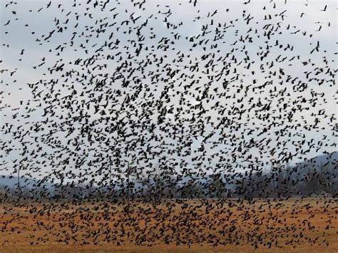 Species Of Woodpeckers In Illinois Birdwatching Central