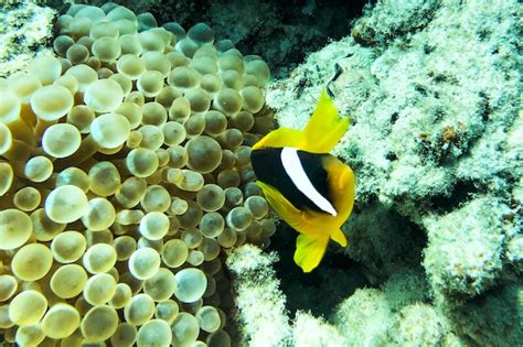 Poisson Clown Clown Amphiprion Percula Nageant Parmi Les Tentacules