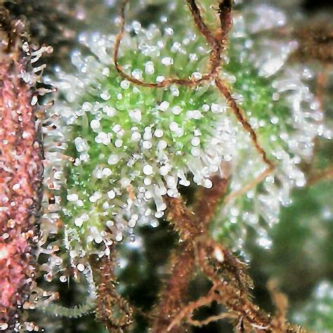 The Importance Of Trichomes In Cannabis Plants U Caliblendzstore