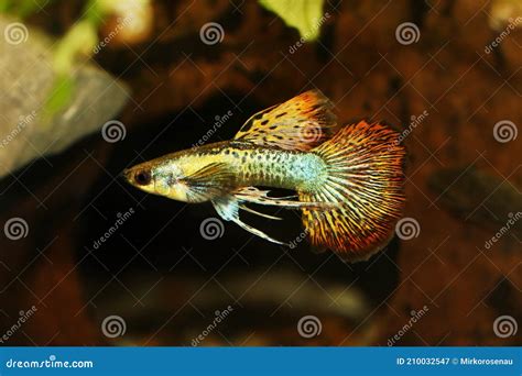 Fancy Blue Guppy Fish Aquarium Fish Male Poecilia Reticulata Colorful