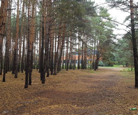 Wytną część drzew w lasku na Rejtana w Lesznie Ile i z jakiego powodu