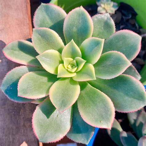 Aeonium Kiwi Cuidados Y Reproducción 🌱 Th Suculentas