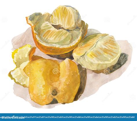 Watercolor Drawing Which Depicts A Half Peeled Orange Fruit Stock