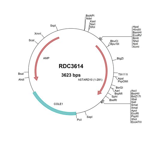 Human STARD10 NP 006636 2 VersaClone CDNA RDC3614 R D Systems