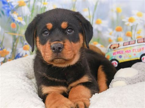 Rottweiler Dog Male Blk And Tan 3593848 Animal Kingdom Puppies N Love
