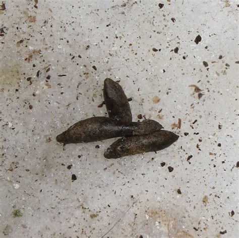 What Does Rat Poop Look Like Animalspick