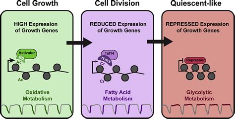 Recognition Of Histone Crotonylation By Taf Links Metabolic State To