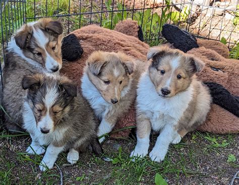 Sheltie Puppies | Dogs & Puppies for Rehoming | Kelowna | Kijiji