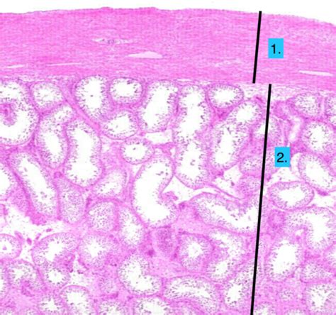 Histology Final Male Reproductive System Flashcards Quizlet The Best