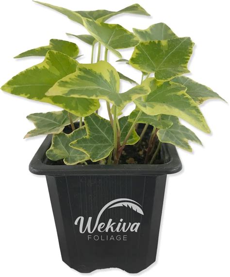 Golden English Ivy Live Plant In A 3 Inch Pot Hedera Helix