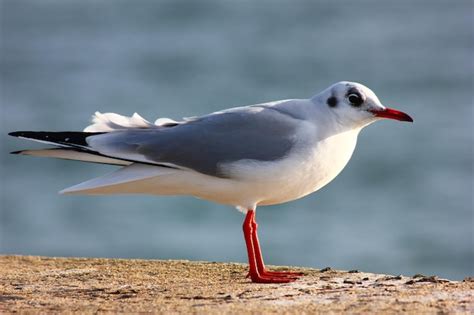 Premium Ai Image A Bird With A Black Beak And White Head And Red Beak Stands On A Wall