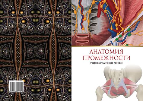Анатомия промежности: учебно-методическое пособие - Издательство ...