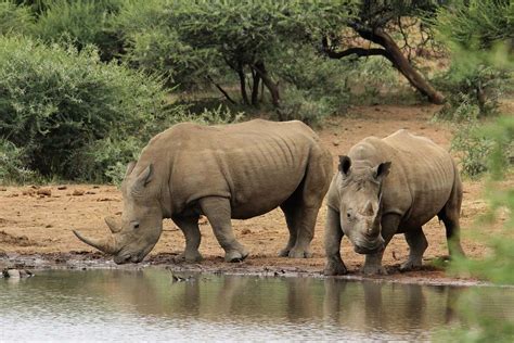 Le Blog des voyageurs Où voir des rhinocéros en Afrique du Sud et