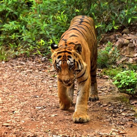 Majestic Comeback Chhota Matka Reclaims His Throne In Tadoba Jungle