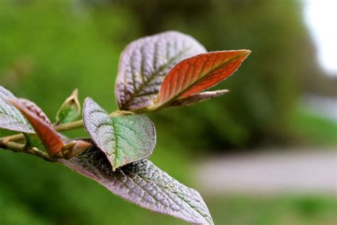 Banco De Imagens Panorama árvore Natureza Grama Ramo Flor Plantar Folha Flor Pétala