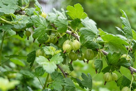 Premium Photo | A green bush of gooseberry growing in the garden