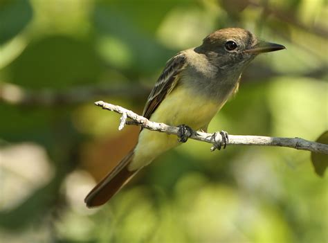 Great Crested Flycatcher Photos Oahu Nature Tours Photogallery