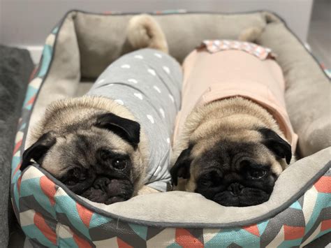 Two Peas In A Pod Ifttt2ghjzsh Pug Cute Pugs Pugs Pugs